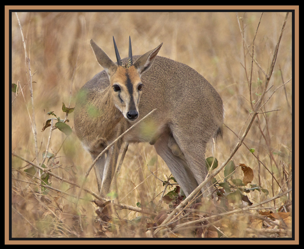 duiker.jpg