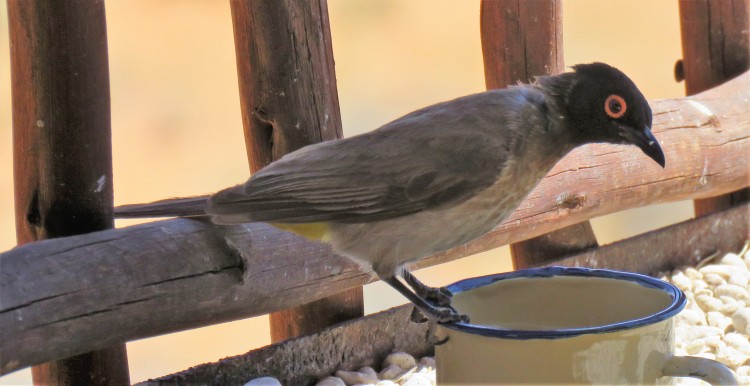 African Red-Eyed Bulbul.JPG