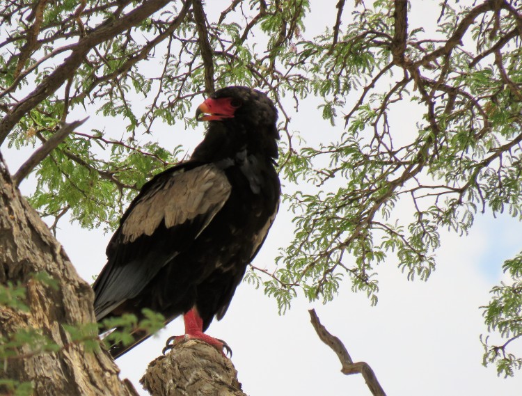 Bateleur.JPG