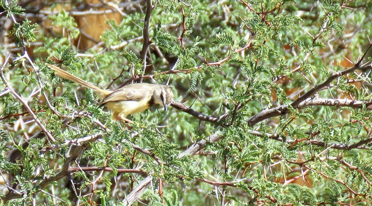 Black-Chested Prinia (3).JPG