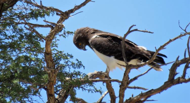 Black-Chested Snake-Eagle.JPG