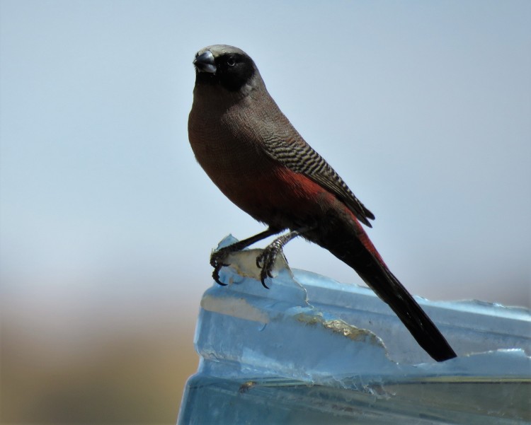 Black-faced Waxbill (2).JPG