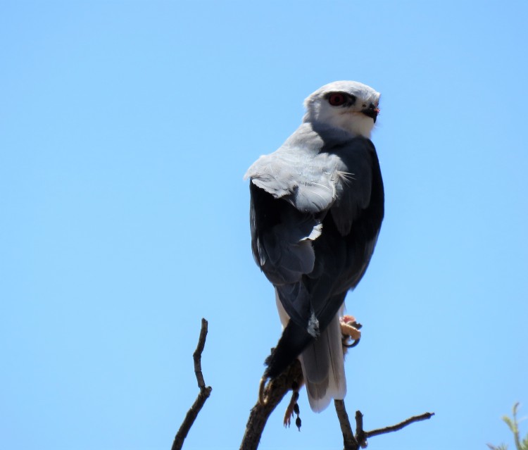 Black-Shouldered Kite (2).JPG