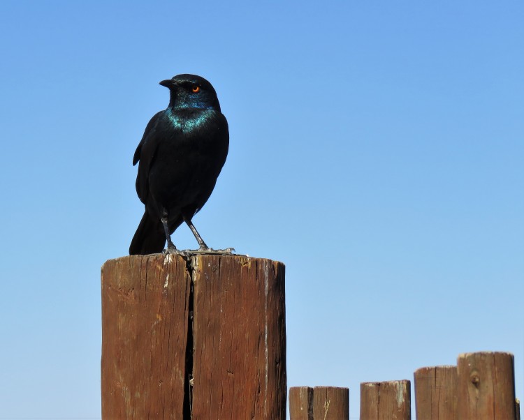 Cape Glossy Starling.JPG