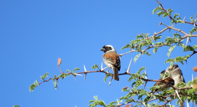 Cape Sparrow (2).JPG