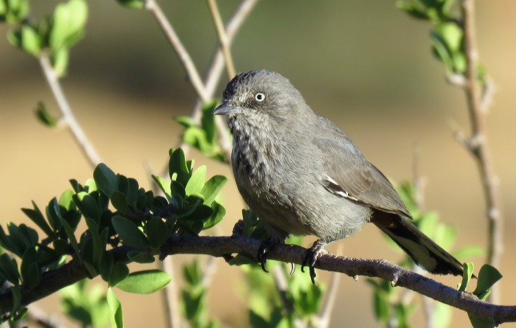 Chestnut-Vented Babbler-Tit.JPG