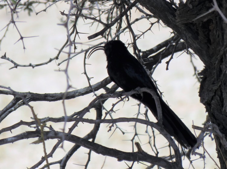 Common Scimitarbill.JPG