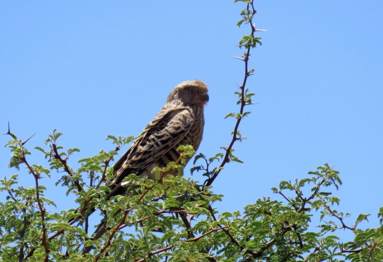 Greater Kestrel.JPG