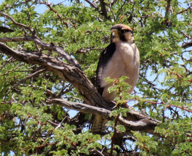 Lanner Falcon (2).JPG