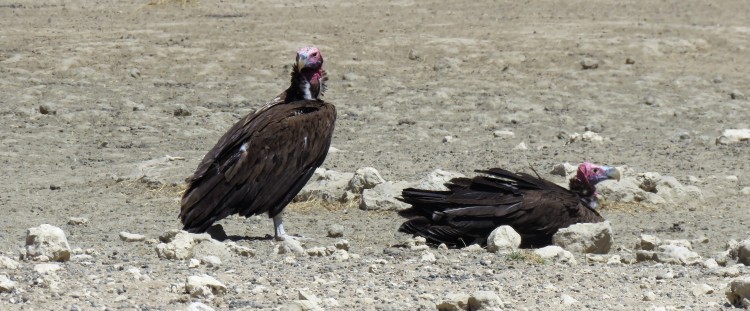 Lappet-Faced Vulture (2).JPG