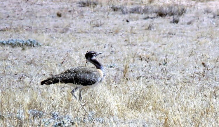 Ludwig's Bustard1.JPG