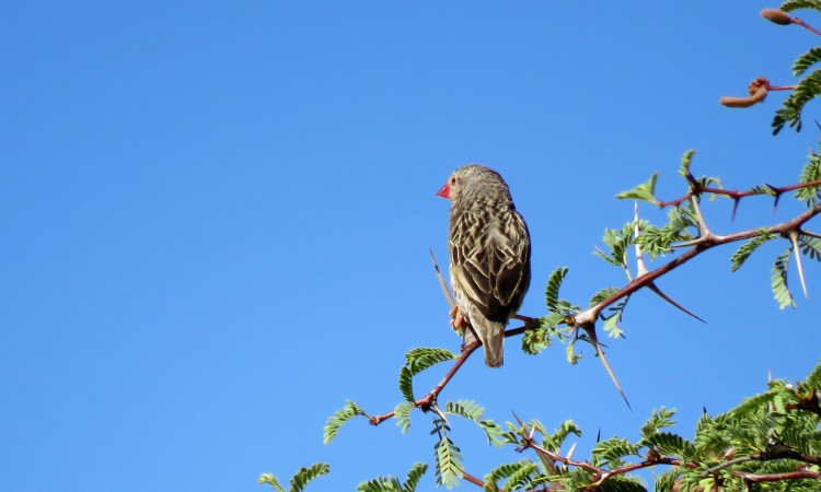 Red-billed Quelea.JPG