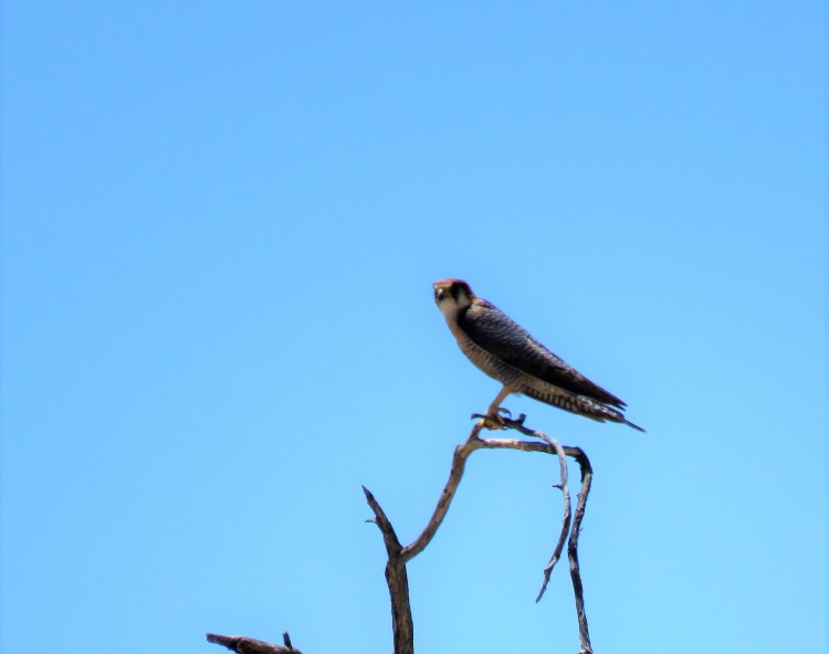 Red-Necked Falcon.JPG