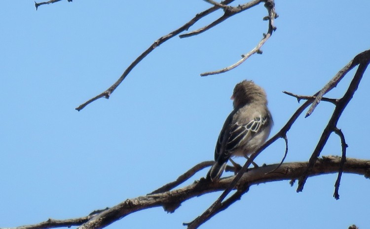 Scaly-feathered Finch.JPG