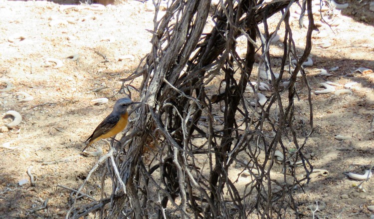 Short-Toed Rock-Thrush.JPG