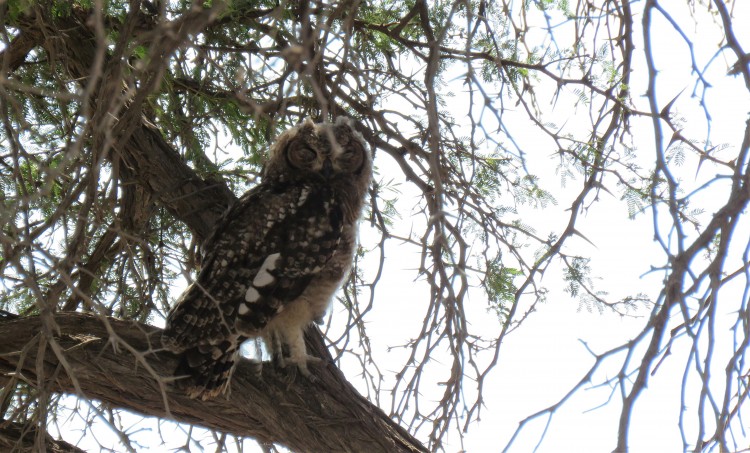 Spotted Eagle Owl (4).JPG