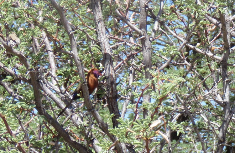 Violet-Eared Waxbill.JPG