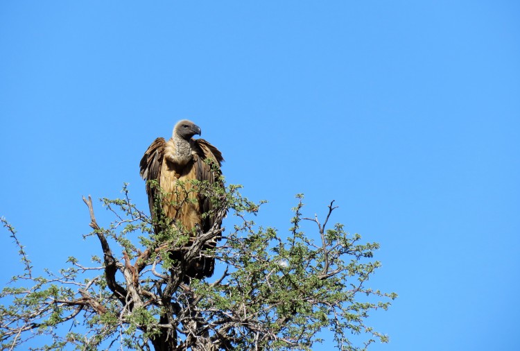 Whie-Backed Vulture.JPG