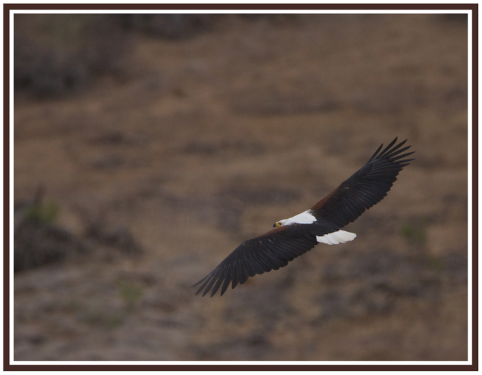 eagle.jpg