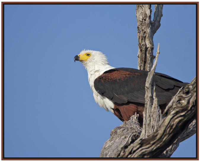 eagle4.jpg