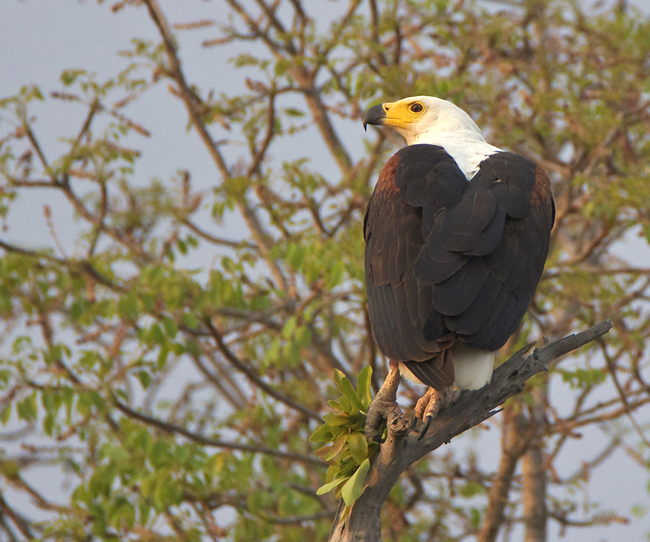 eagle5.jpg