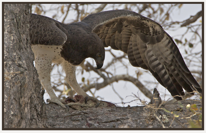eagle8.jpg
