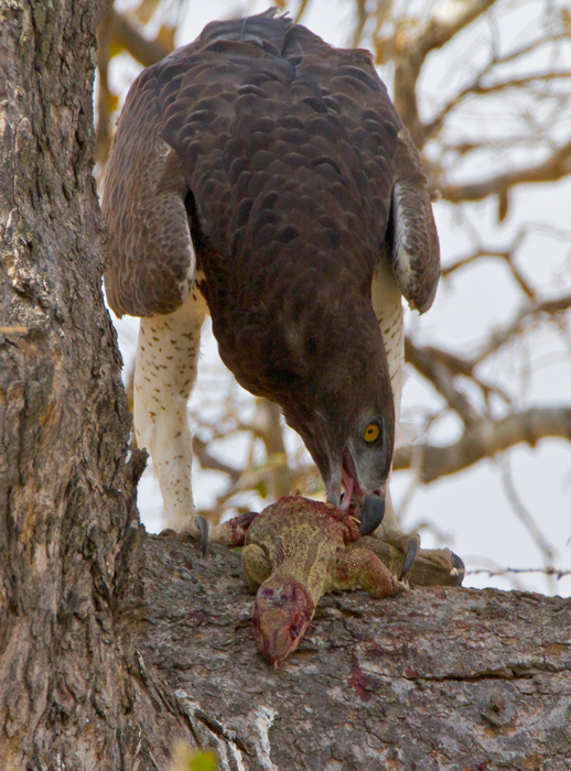 eagle9.jpg