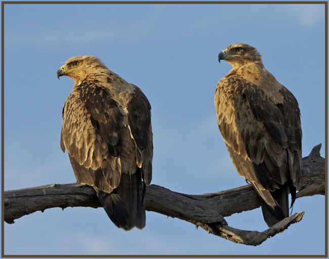eagle6.jpg