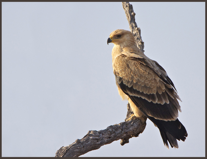 eagle7.jpg