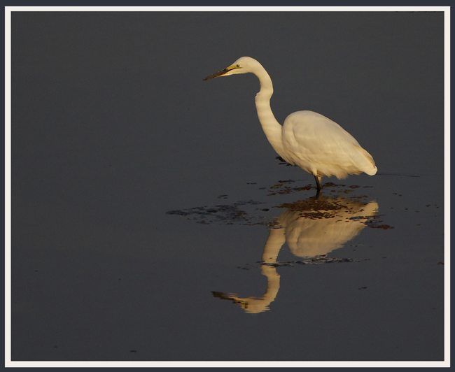 egret.jpg