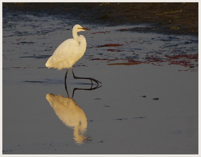 EGRET2.jpg