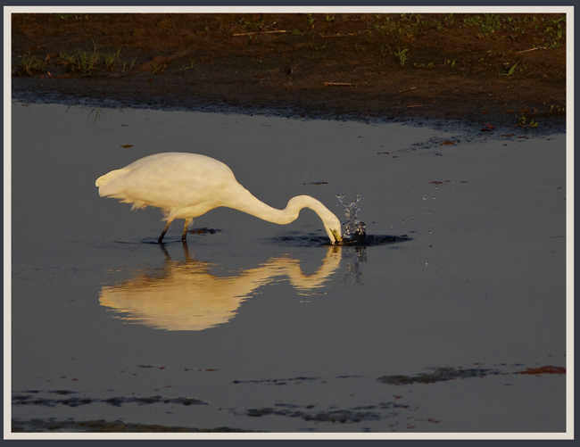 egret3.jpg