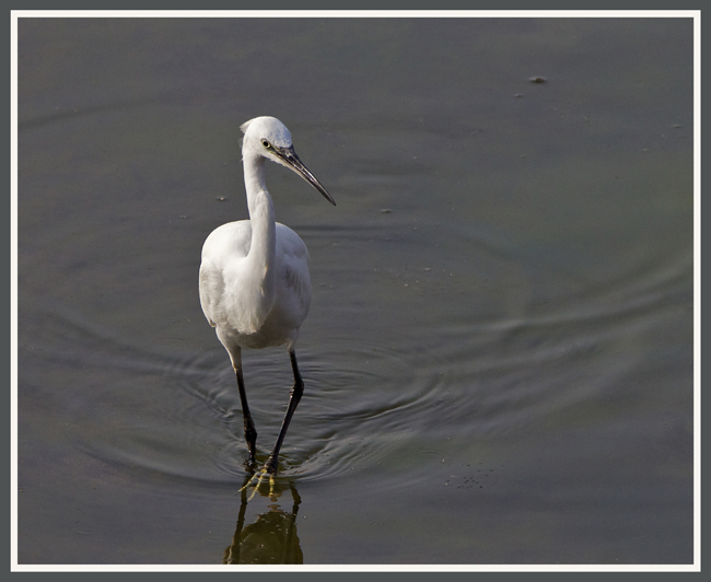 egret4.jpg