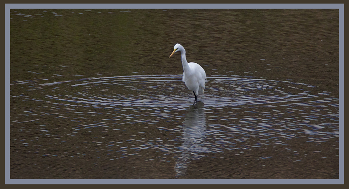 egret6.jpg