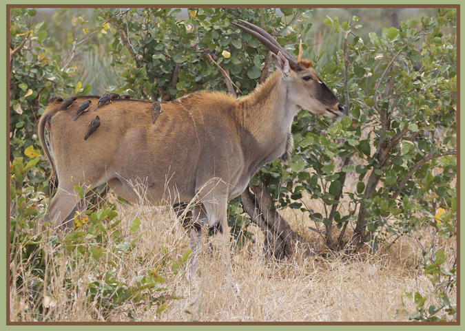 ELAND.jpg