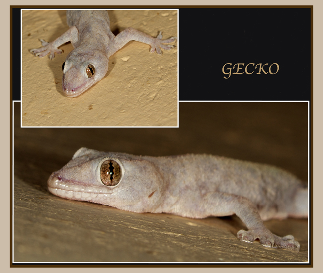 GECKO.jpg