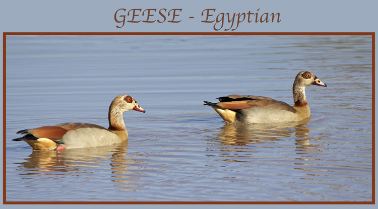 geese.jpg