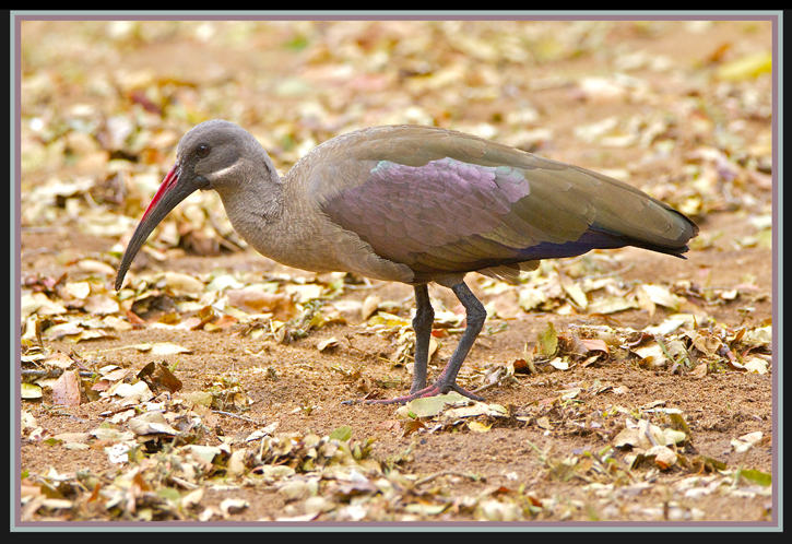 ibis.jpg