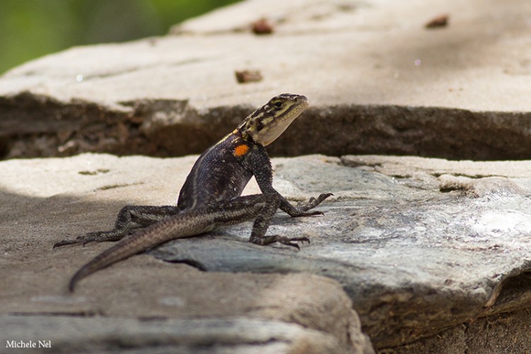 Namo, the lizard catcher, Gallery posted by Thunjai Narissa