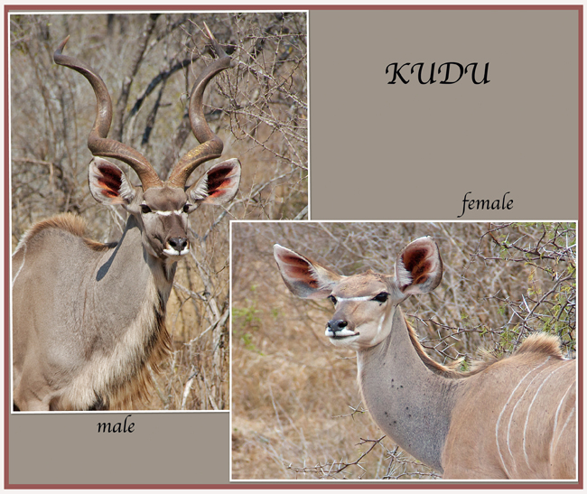 kudu.jpg