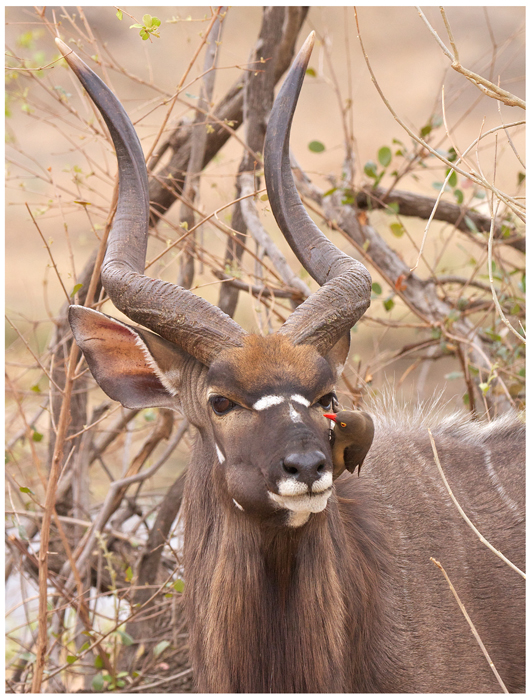 nyala3.jpg