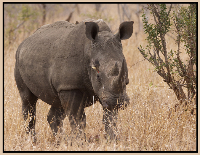 rhino.jpg