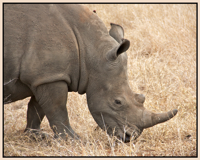 rhino2.jpg