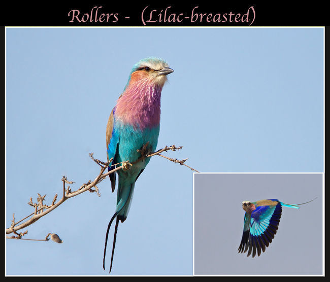 roller.jpg
