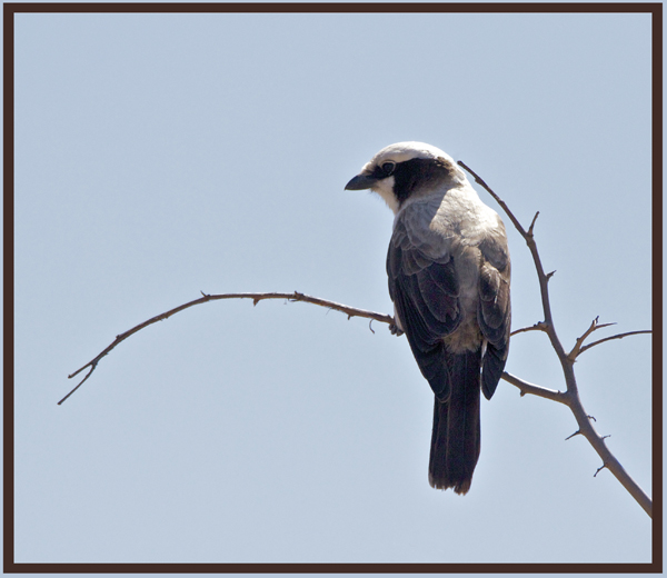 shrike4.jpg