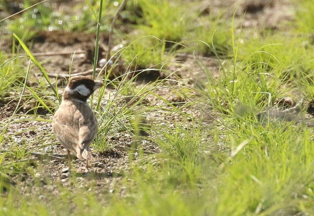 Grey-backed Sparrowlark