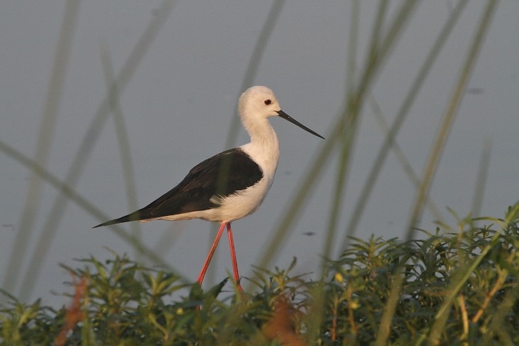 Black-winged Stilt/Echasse blanche