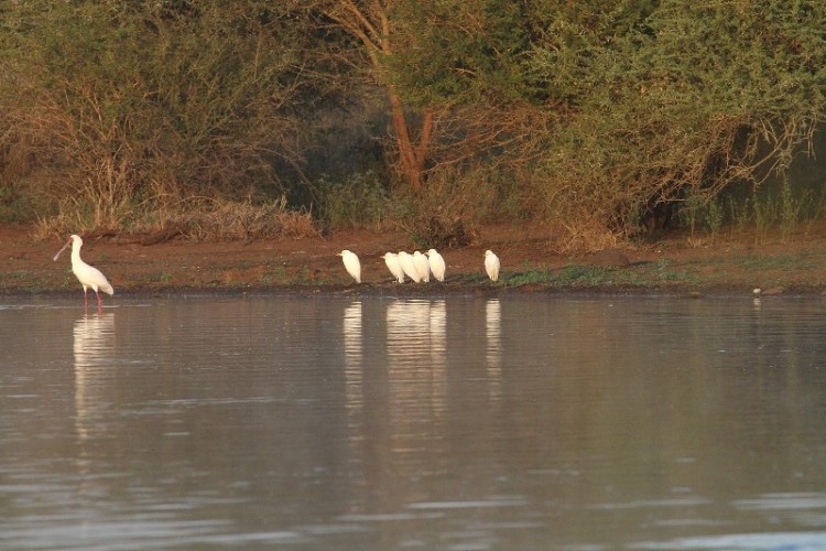 Cattle Egret/Héron garde-boeuf