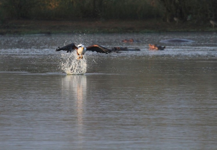 African Fish Eagle/Pygargue vocifère
