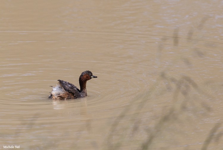 Little Grebe